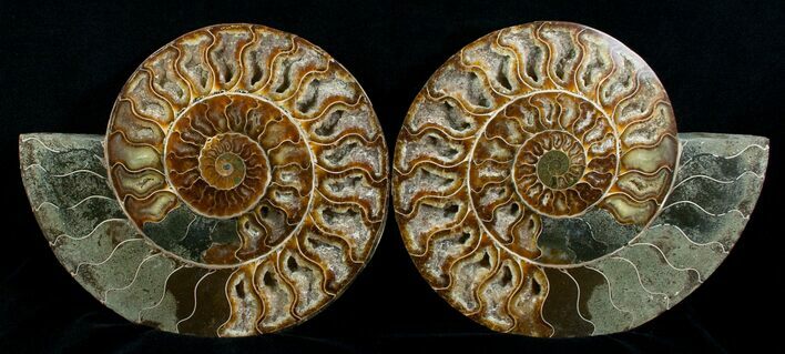 / Inch Split Ammonite Pair - Crystal Pockets #5215